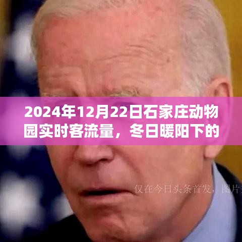石家莊動物園冬日暖陽下的溫馨一天，實時客流量與奇遇