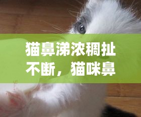 貓鼻涕濃稠扯不斷，貓咪鼻涕變濃是不是感冒快好了 