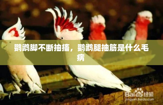 鸚鵡腳不斷抽搐，鸚鵡腿抽筋是什么毛病 