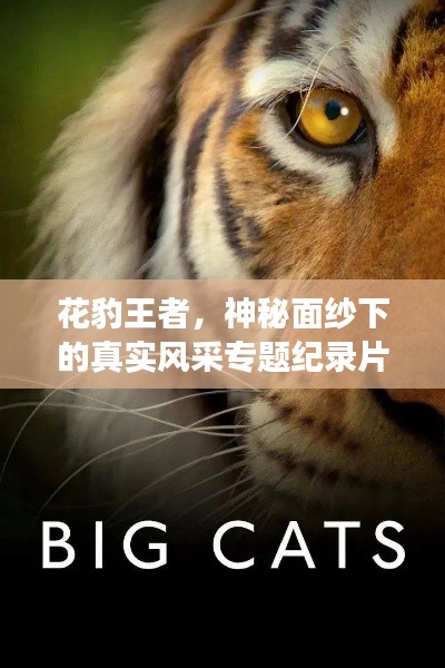 花豹王者，神秘面紗下的真實(shí)風(fēng)采專題紀(jì)錄片揭秘震撼力量