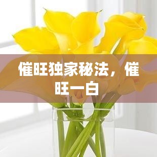 催旺獨(dú)家秘法，催旺一白 