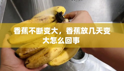 香蕉不斷變大，香蕉放幾天變大怎么回事 