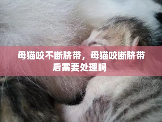 母貓咬不斷臍帶，母貓咬斷臍帶后需要處理嗎 