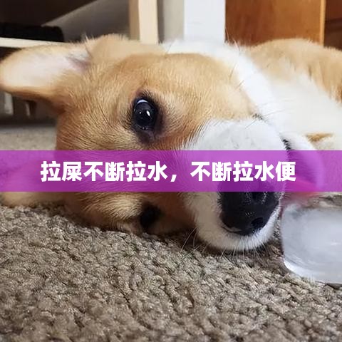 拉屎不斷拉水，不斷拉水便 