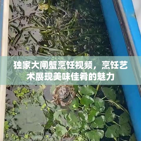獨(dú)家大閘蟹烹飪視頻，烹飪藝術(shù)展現(xiàn)美味佳肴的魅力
