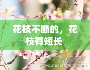 花枝不斷的，花枝有短長(zhǎng) 