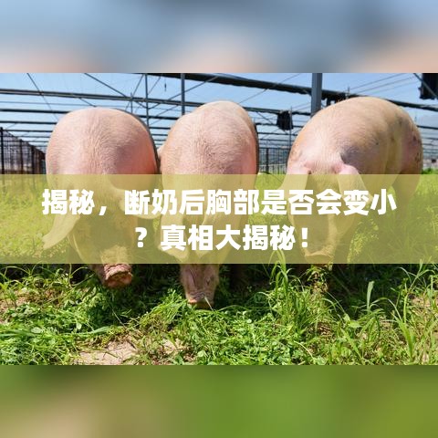 揭秘，斷奶后胸部是否會(huì)變??？真相大揭秘！