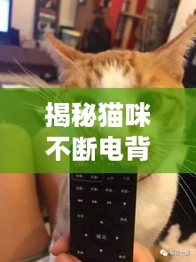 揭秘貓咪不斷電背后的秘密，專家視頻解析來襲！