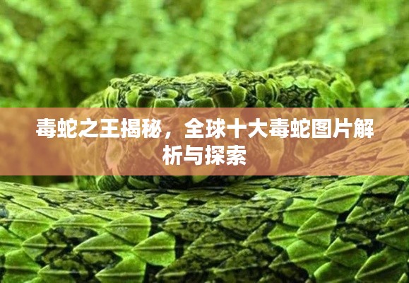 毒蛇之王揭秘，全球十大毒蛇圖片解析與探索