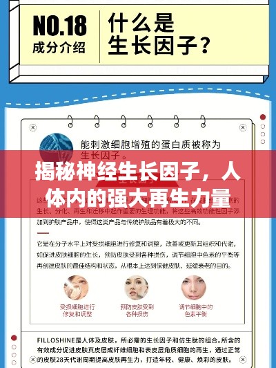 揭秘神經(jīng)生長因子，人體內的強大再生力量