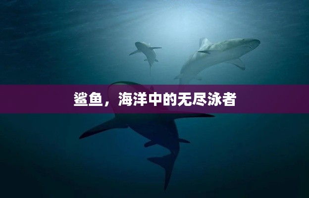 鯊魚，海洋中的無盡泳者