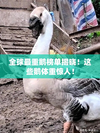 全球最重鵝榜單揭曉！這些鵝體重驚人！