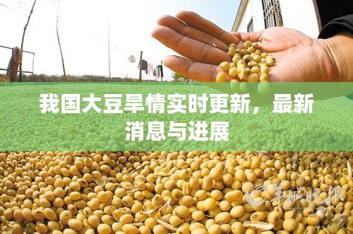 我國大豆旱情實時更新，最新消息與進展