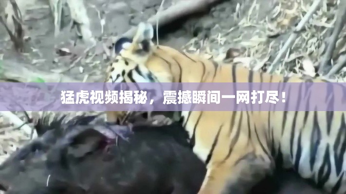 猛虎視頻揭秘，震撼瞬間一網(wǎng)打盡！