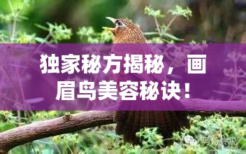 獨(dú)家秘方揭秘，畫眉鳥美容秘訣！