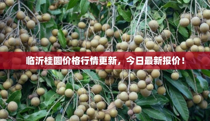 臨沂桂圓價格行情更新，今日最新報(bào)價！