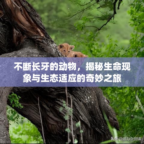 不斷長牙的動物，揭秘生命現(xiàn)象與生態(tài)適應(yīng)的奇妙之旅