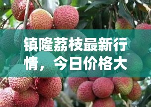 鎮(zhèn)隆荔枝最新行情，今日價(jià)格大揭秘！