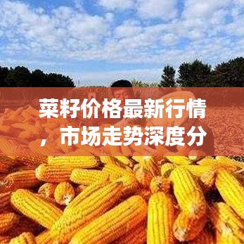 菜籽價格最新行情，市場走勢深度分析與預(yù)測報告