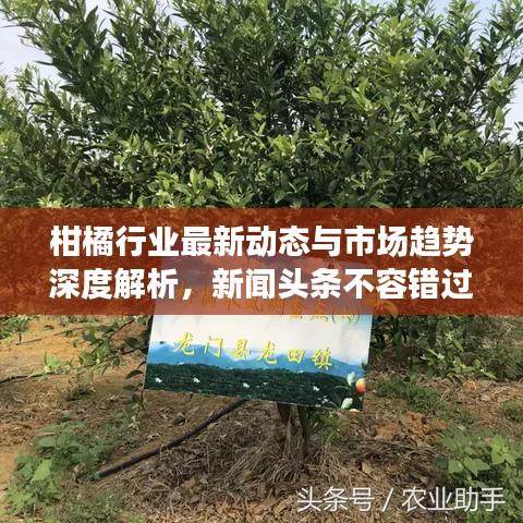 柑橘行業(yè)最新動態(tài)與市場趨勢深度解析，新聞頭條不容錯過