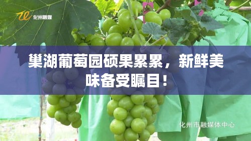 巢湖葡萄園碩果累累，新鮮美味備受矚目！