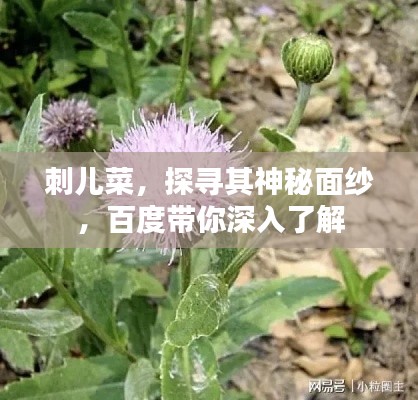 刺兒菜，探尋其神秘面紗，百度帶你深入了解