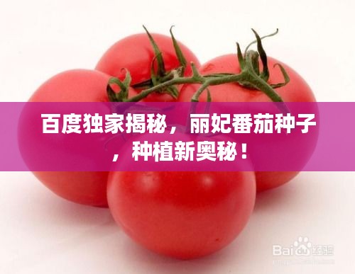 百度獨(dú)家揭秘，麗妃番茄種子，種植新奧秘！