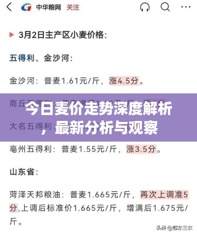 今日麥價(jià)走勢深度解析，最新分析與觀察