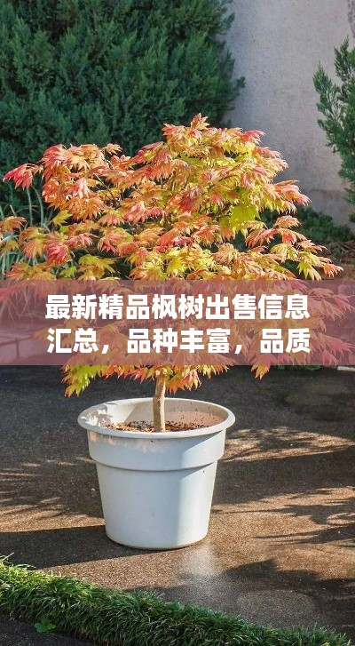 最新精品楓樹出售信息匯總，品種豐富，品質(zhì)卓越